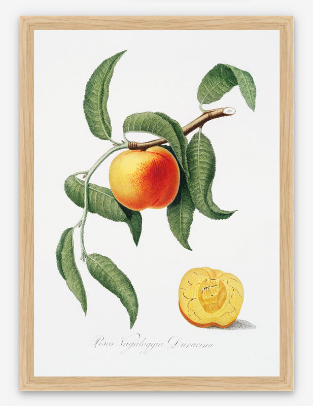 Vintage Peach Italiana Art Print