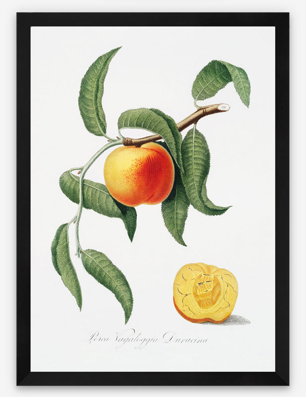 Vintage Peach Italiana Art Print