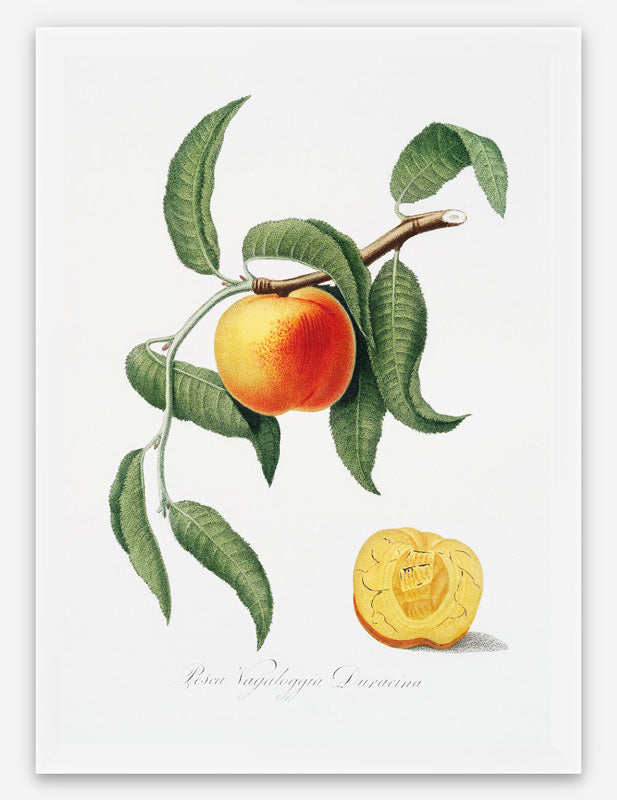 Vintage Peach Italiana Art Print